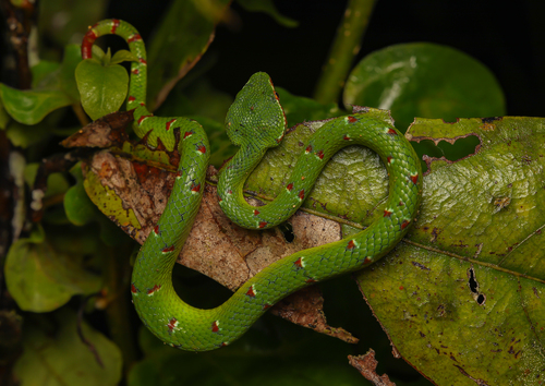 Bornean Keeled Green Pit Viper reference