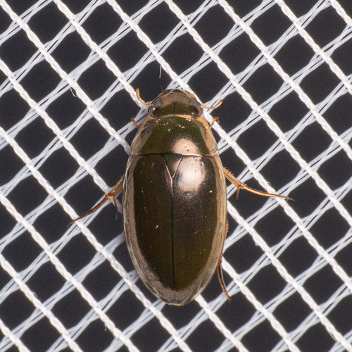 Side-striped Water Scavenger Beetle reference