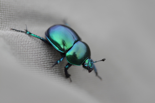 Spring Dor Beetle reference