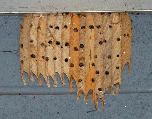 Pipe Organ Mud Dauber reference