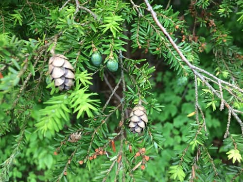 Eastern Hemlock reference