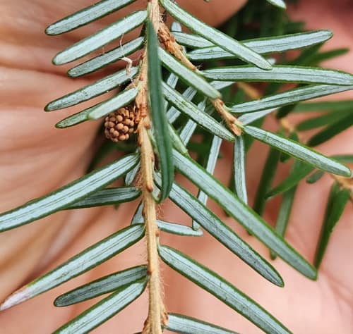 Western Hemlock reference