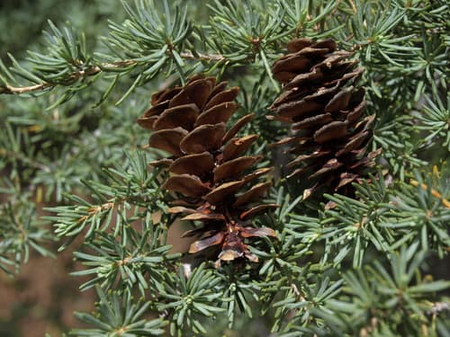 Mountain Hemlock reference