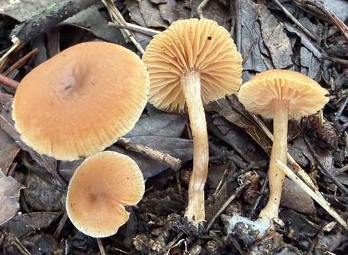 Winter Twiglet reference