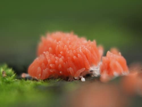 Red Raspberry Slime reference