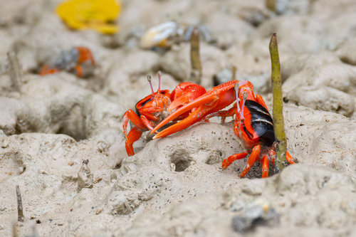 Tangerine Fiddler Crab reference