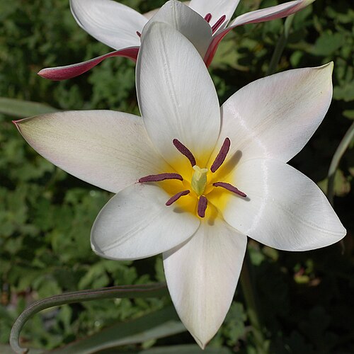 Lady Tulip reference