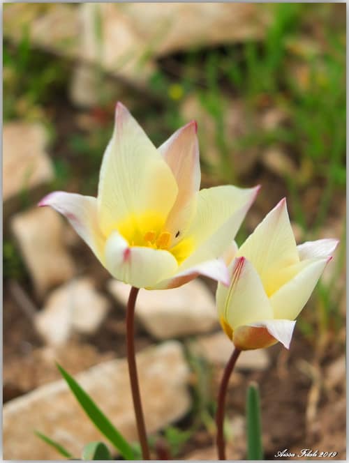 Wild Tulip reference