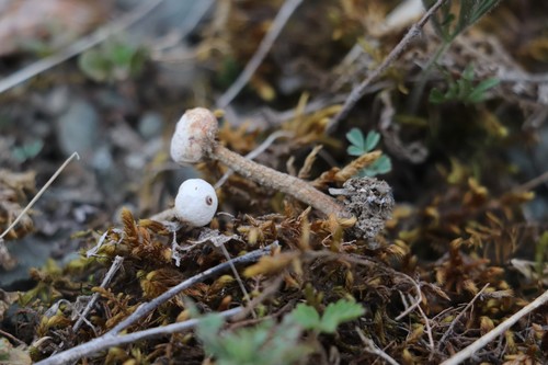 Winter Stalked Puffball reference