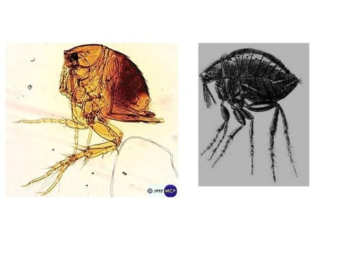 Chigoe Flea reference