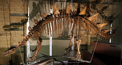 Tuojiangosaurus reference