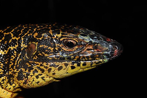 Gold Tegu reference