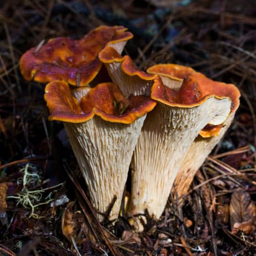 Woolly Chanterelle reference