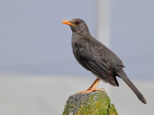 Chiguanco Thrush reference