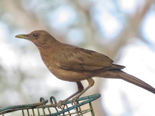 Clay-colored Thrush reference