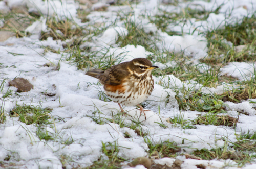Redwing reference