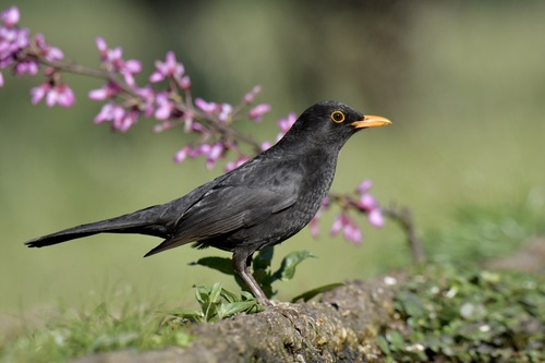 Eurasian Blackbird reference