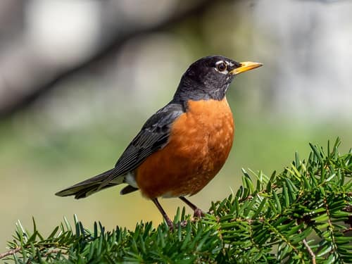 American Robin reference