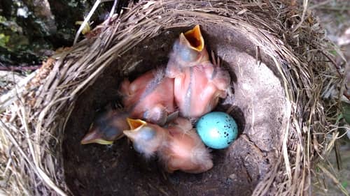 Song Thrush reference