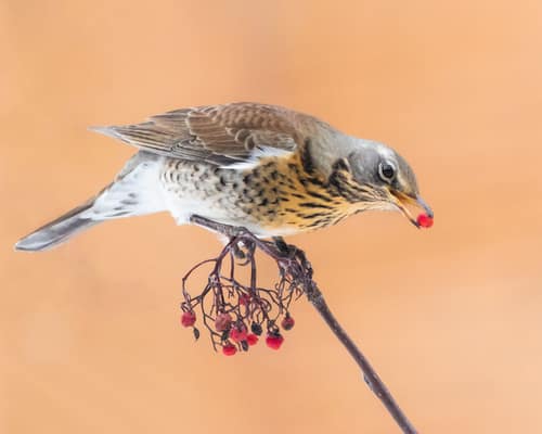 Fieldfare reference