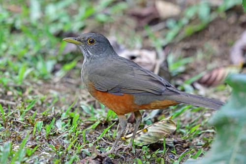 Rufous-bellied Thrush reference