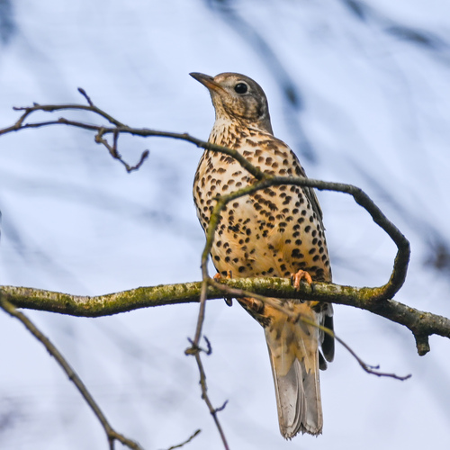 Mistle Thrush reference