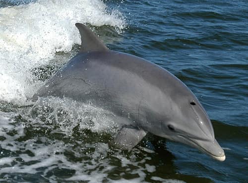 Common Bottlenose Dolphin reference