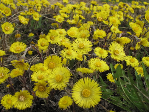 Common Coltsfoot reference