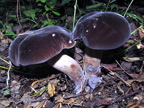 Black Velvet Bolete reference