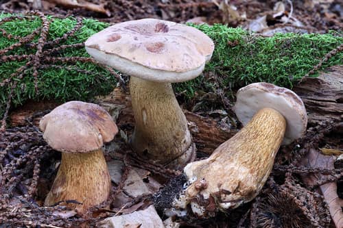 Bitter Bolete reference