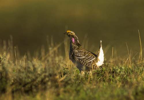 Sharp-tailed Grouse reference