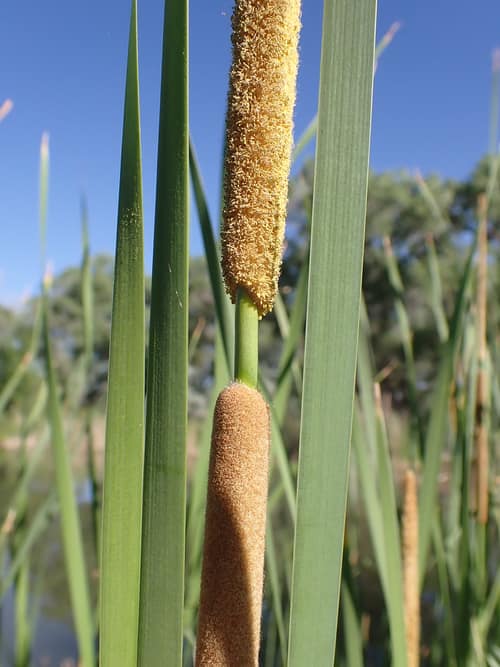 Narrowleaf Cattail reference