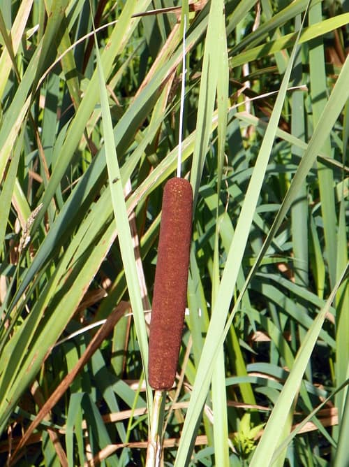 Broadleaf Cattail reference