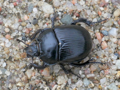 Minotaur Beetle reference
