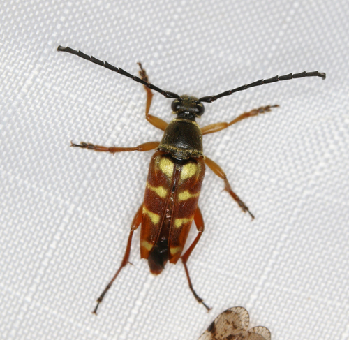 Band-Winged Flower Longhorn reference