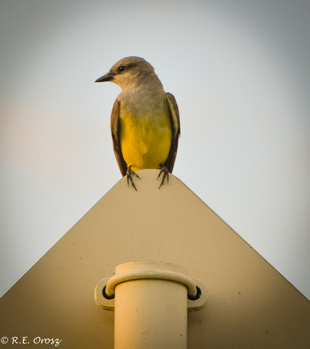 Couch's Kingbird reference