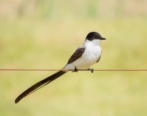 Fork-tailed Flycatcher reference