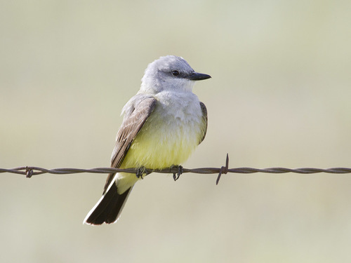 Western Kingbird reference