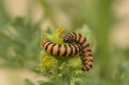 Cinnabar Moth reference
