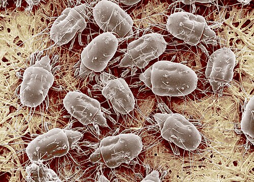 Storage Mite reference