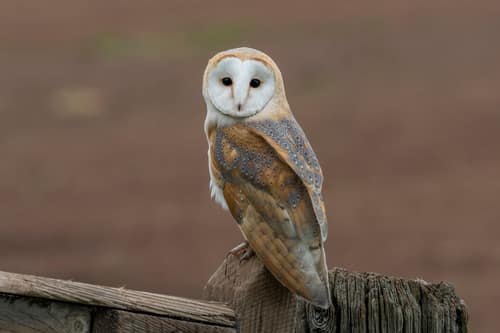 Barn Owl reference