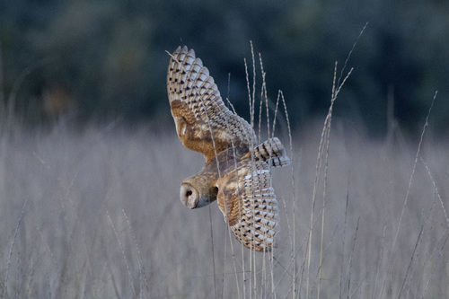 American Barn Owl reference