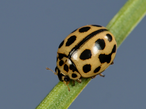 16-spot Ladybird reference