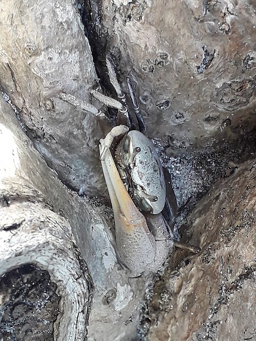 Fiddler Crab reference