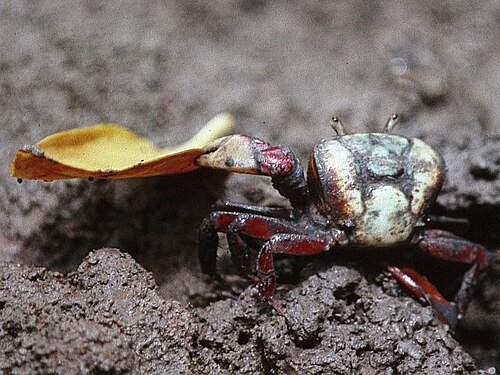 Pacific Mangrove Crab reference