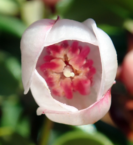 Chilean Guava reference