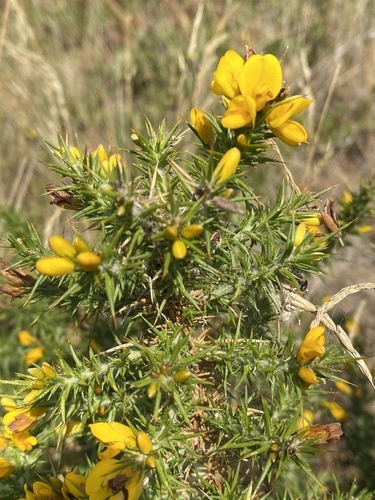 Western Gorse reference