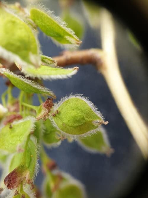 American Elm reference