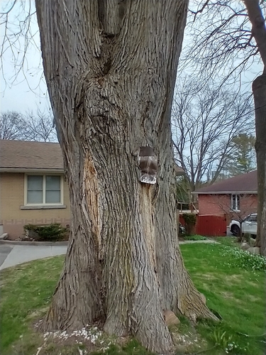 Wych Elm reference