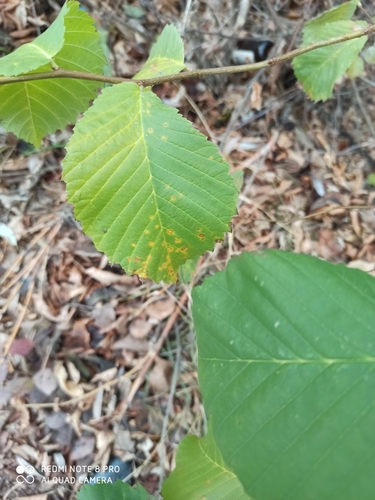 European White Elm reference